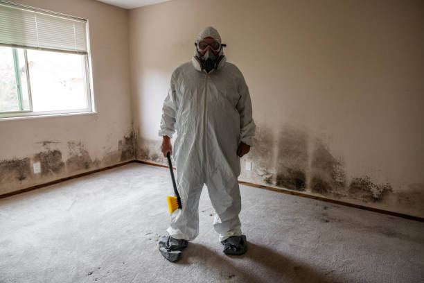 Best Attic Mold Remediation in Freeport, NY